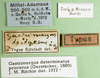 CollectionObject 1570319; 3d2fed87-34b9-4742-8309-0b7253b5c648: labels (syntype of Gastrimargus testaceus). (CollectionObject).