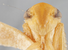 Head: !! display not done !! on Chlorotettix dentatus Sanders & DeLong, 1923: Head/Face. (Observation).