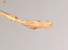 CollectionObject 1559814; 2a298c8a-596c-4db2-aba1-84063b998a7b: copyright Natural History Museum, London. male: end of abdomen, dorsal view of Necroscia sarpedon (syntype). (CollectionObject).;CollectionObject 1559815; 3368a023-0585-4ab9-967a-1f3367d9a27c: copyright Natural History Museum, London. male: end of abdomen, dorsal view of Necroscia sarpedon (syntype). (CollectionObject).