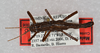 CollectionObject 1564082; 90568aad-6a70-4d59-8add-d05e624ec650: copyright USNM, Washington. male, dorsal view (paratype). (CollectionObject).;CollectionObject 1564083; 10ca4ce0-03f8-4d2b-9e1b-aff94c5edf98: copyright USNM, Washington. male, dorsal view (paratype). (CollectionObject).;CollectionObject 1564084; dcf67d93-c42a-4524-8842-5804c78fbd5d: copyright USNM, Washington. male, dorsal view (paratype). (CollectionObject).