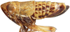 Habitus, lateral view on Achaeticina Emeljanov, 1962: Achaetica anbasidis, lateral habitus (INHS). (Observation).