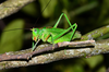 Psalmatophanes barretoi Chopard, 1938: male (Madeira, 2 August 2019). (Otu).