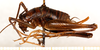 CollectionObject 1499646; b6e57190-a829-4bbf-a803-8a2da5b2104b: female, lateral view (allotype). (CollectionObject).