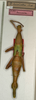CollectionObject 1558341; NMW 839, 346a1e9a-df9c-4d47-90e4-94d02299e6d8: copyright NMW, Vienna. female (holotype). (CollectionObject).