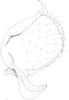 Other: !! display not done !! on Cixidia (Cixidia) confinis (Zetterstedt, 1837): (Observation).