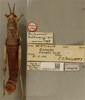 CollectionObject 1518759; a4db7c17-7331-4214-92ec-2d92b73efe1d: female, dorsal view, labels, holotype of synonym Orchamus bellamii Uvarov, 1922; cited by Uvarov. 1922. Orchamus bellamii sp. n. (CollectionObject).