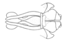 Chloropseustes leucotylus Rehn, 1918: Fig. 32A. phallic complex without epiphallus, dorsal view. (Otu).