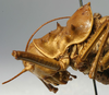 Acanthoplus discoidalis (Walker, 1869): male pronotum, lateral view (holotype of Acanthoplus desertorum). (Otu).