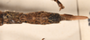 CollectionObject 1558490; aee7fa2c-e916-40b5-aa39-dca83fa57817: copyright UMO. female: end of abdomen, dorsal view (holotype). (CollectionObject).