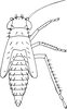 Nymph: (Observation).