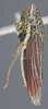 Habitus, lateral view: !! display not done !! on Cuerna alba Oman & Beamer, 1944: Lateral. (Observation).