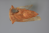 Habitus, dorsal view: !! display not done !! on Telamona fasciata Fitch, 1851: (Observation).