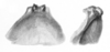 Ceuthophilus (Geotettix) carlsbadensis Caudell, 1924: Figs. 82-82a. epiphallus. (Otu).