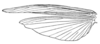 Achurum sumichrasti (Saussure, 1861): Pl. 4 fig. 1. male wings. (Otu).