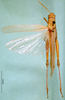 CollectionObject 1576216; 9d46f2c7-9426-4939-836e-e8e04ea2a7c3: male, dorsal view (paralectotype). (CollectionObject).