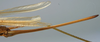 CollectionObject 1520753; 7bbb559f-bb5c-4dac-8fa4-bc3dfe74c350: female ovipositor (paralectotype). (CollectionObject).