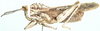 Hoplolopha serrata (Stål, 1875): male, lateral view. (Otu).