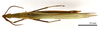 CollectionObject 1538226; 8d7447ef-b199-493a-be99-263e26e8e916: male, dorsal view (holotype). (CollectionObject).