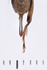 CollectionObject 1506068; c78ab8f7-fb8e-4f1e-8d5b-b48b56b0f9e7: Female, syntype. Chile. (CollectionObject).