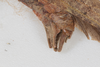CollectionObject 1505790; f66dcb63-6045-4d5d-acc7-ba5b68075af6: male, lateral view (syntype). (CollectionObject).