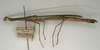 CollectionObject 1560029; 5237bd59-67b3-4beb-b171-828120ef3194: copyright NMW, Vienna. female, lateral view of synonym Necroscia inflata (syntype). (CollectionObject).;CollectionObject 1560030; bdd876be-330a-4ff3-a576-a075b8bfd6d3: copyright NMW, Vienna. female, lateral view of synonym Necroscia inflata (syntype). (CollectionObject).