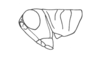 Neopedies digitatus Ronderos, 1991: Fig. A. male, head and pronotum, lateral view. (Otu).