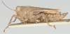 CollectionObject 1576828; e0f7d25f-a95f-48c0-aea3-b8c3712cc592: male, lateral view (syntype). (CollectionObject).