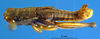 male, dorsal view (holotype). Depicts CollectionObject 1521409; 08b38882-599e-491d-9735-4870228b4bea, a CollectionObject.