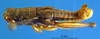 CollectionObject 1521409; 08b38882-599e-491d-9735-4870228b4bea: male, dorsal view (holotype). (CollectionObject).