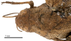 CollectionObject 1477956; 1020b590-47fe-44b7-9574-bd369c87c43e: female head and pronotum, dorsal view (holotype). (CollectionObject).