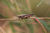 FieldOccurrence 103; 129027c5-27e2-473e-808b-4a1ef4adb5cb; Tanzania
Mais 2 Uchira, 2013/02/??: male. (FieldOccurrence).