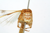 CollectionObject 1519789; b3684006-21e8-47bd-9141-a17fb3b02198: female, frontal view (holotype). (CollectionObject).