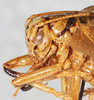 CollectionObject 1533015; 85a5cff4-74eb-45e8-bd79-c8f84f6469e0: male head and pronotum, lateral view. (CollectionObject).