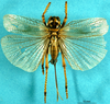 CollectionObject 1516629; 96e1aa38-d948-4691-8833-90b55b089821: female, dorsal view (holotype). (CollectionObject).