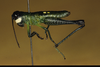 Chiriquacris quadrimaculata Rowell & Bentos-Pereira, 2005: female, lateral view. (Otu).