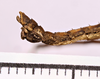 CollectionObject 1558137; 1538b937-0ef1-466b-a439-0ce0bdb24f0a: copyright MNHG, Geneva. male: end of abdomen, lateral view (syntype). (CollectionObject).;CollectionObject 1558138; e96a9060-98ad-481a-b0ea-009f1452e544: copyright MNHG, Geneva. male: end of abdomen, lateral view (syntype). (CollectionObject).