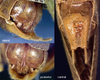 CollectionObject 1516794; bb9b81e2-7dfa-4dec-8bbf-edd08a7461fb: male subgenital plate and cerci (syntype). (CollectionObject).