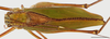 CollectionObject 1586790; 1ab07d23-7cfa-4d73-a43c-9a0308face4d: dorsal, scale bar = 5 mm. (CollectionObject).