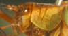 CollectionObject 1475679; ef147de6-945b-48e7-8582-95547db27a17: male head and pronotum, lateral view (holotype). (CollectionObject).