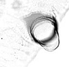 Hind wing.: Seventh marginal tubercle of A. decepta. (Observation).