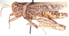 Aneuryphymus montanus Brown, 1960: male, lateral view. (Otu).