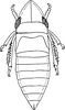 Nymph on Diedrocephala Spinola, 1850: (Observation).