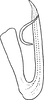 Aedeagus, lateral view: Aedeagus, lateral view. (Observation).