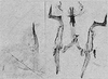 Other: Pygofer lobe, aedeagus, connective, and styli. (Observation).