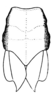 Caenomastax insignis Hebard, 1923: Pl. 12, Fig. 8 (after allotype). female, pronotum and tegmina, dorsal view. (Otu).