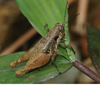 Reyesacris amedegnatoae Fontana, Buzzetti & Mariño-Pérez, 2011: female. (Otu).