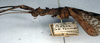 CollectionObject 1562368; NMW 239, d1bbf7c6-0c05-446f-8d0e-e5eab577847c: copyright NMW, Vienna. female: head and thorax, lateral view (holotype). (CollectionObject).