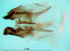 CollectionObject 1502445; ae67c707-787b-4d85-b8cf-c44899ad23c7: phallus, ventral view (lectotype). (CollectionObject).