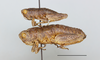 CollectionObject 1513235; e1f0d9d2-dfc2-4420-9654-ffe32a0296b7: male and female, lateral view. (CollectionObject).;CollectionObject 1513236; 5e089685-dfc0-4cb0-98fe-12f691bc3d47: male and female, lateral view. (CollectionObject).