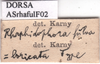 CollectionObject 1575883; 4383b4b6-9e7b-4a49-bd86-7fa2a0dda4f3: labels. (CollectionObject).